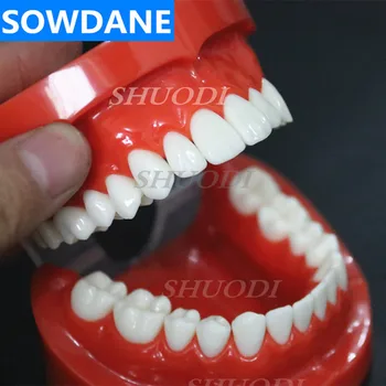 1:1 Ortodontiline Hambaravi Mudel Standard Täiskasvanute Hammaste Mudel 28 hammaste Uuring Mudel Kommunikatsiooni Mudel