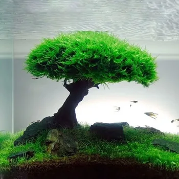 Kala Tank Taime -, Sambla Tree Kaunistused Haljastus Puit Taim, Juur-Driftwood Veetaimede Muru Akvaariumi Tarvikud (Nr Sammal)